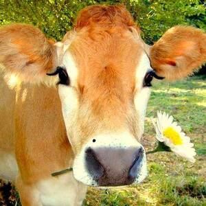 Meet your Posher, Sue